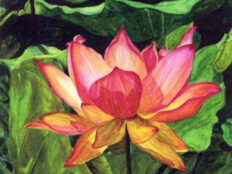 water color painting of a water lily by Chris Elliott-Davis